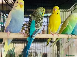 Budgerigars birds for sale: Beautiful Baby Budgies & Cages .Various Mutations. - Advert 2