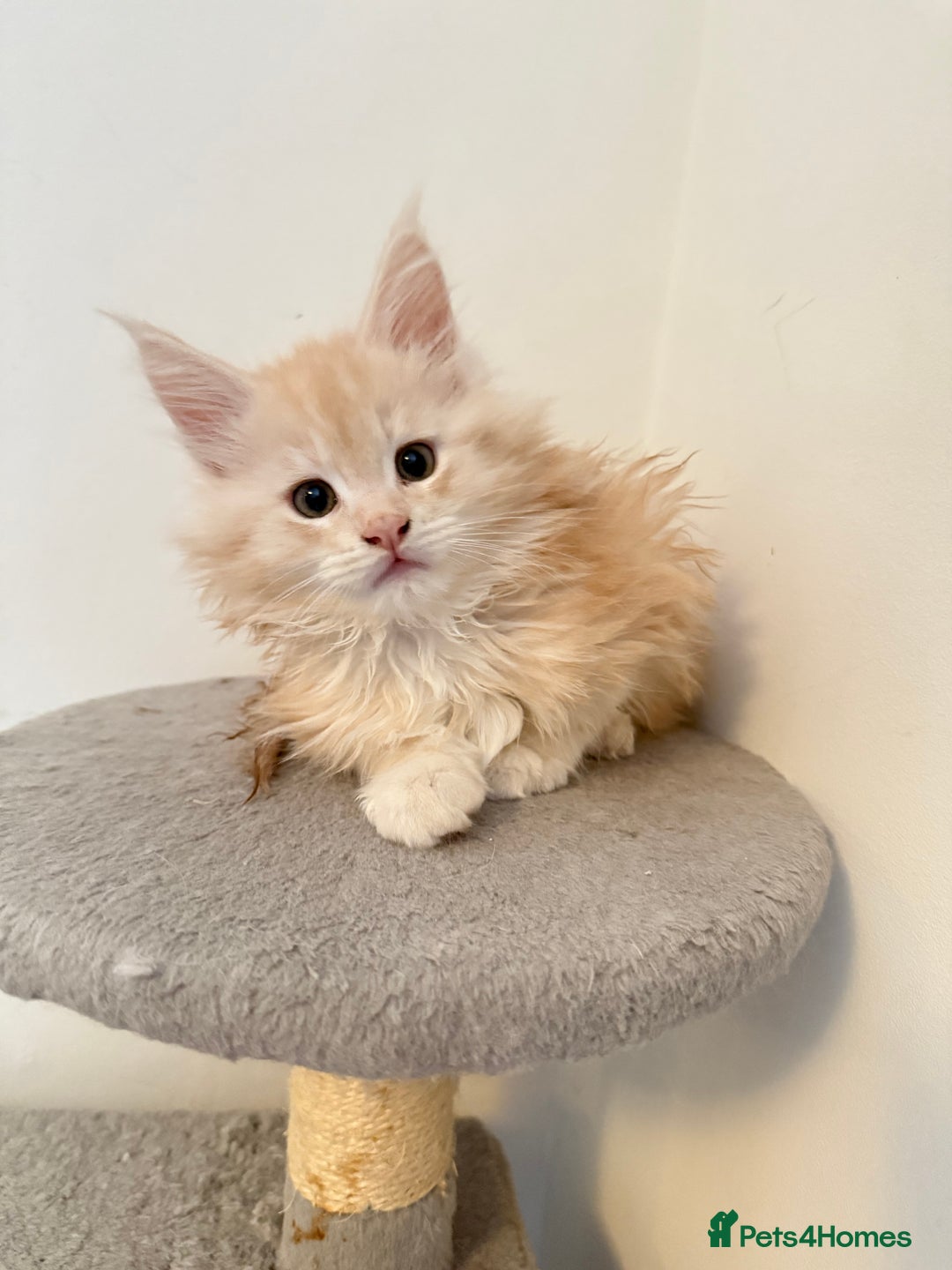 Maine Coon cats for sale: Cream beautiful and fluffy kittens  in Oxford - Image 14