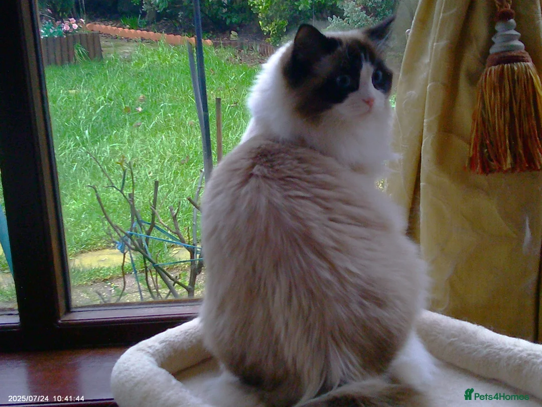 Ragdoll cats for adoption: 2 beautiful Ragdolls in need of rehoming - Advert 3