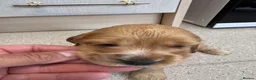 Cocker Spaniel dogs for sale: Cocker spaniel puppies  - Advert 38
