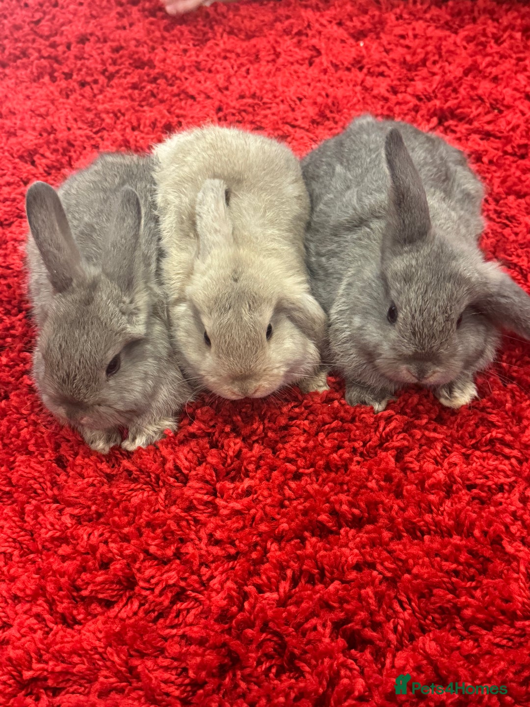 Mini Lop rabbits for sale: Mini lops  - Advert 1