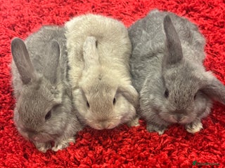 Mini Lop rabbits Mini lops - Advert 7