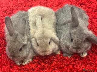 Mini Lop rabbits Mini lops - Advert 14