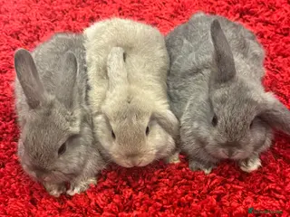 Mini Lop rabbits Mini lops - Advert 24