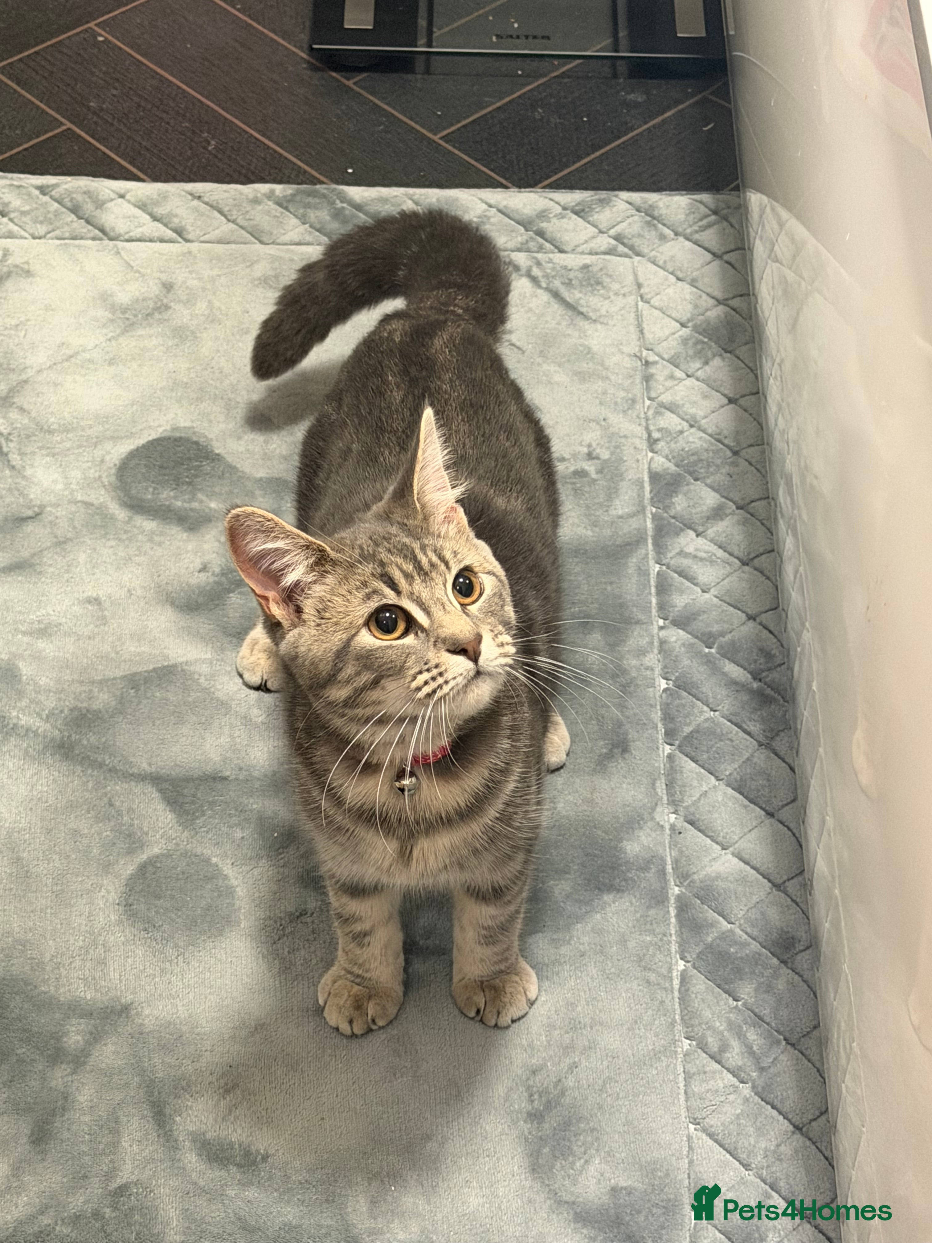 Maine Coon cats Girl manie coon x - Advert 13