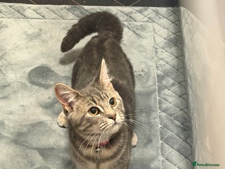 Maine Coon cats Girl manie coon x - Advert 1