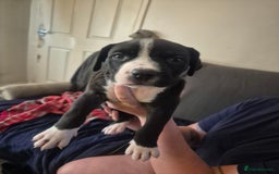 Mixed Breed dogs for sale: Litter of 7 beautiful puppies - Image 16