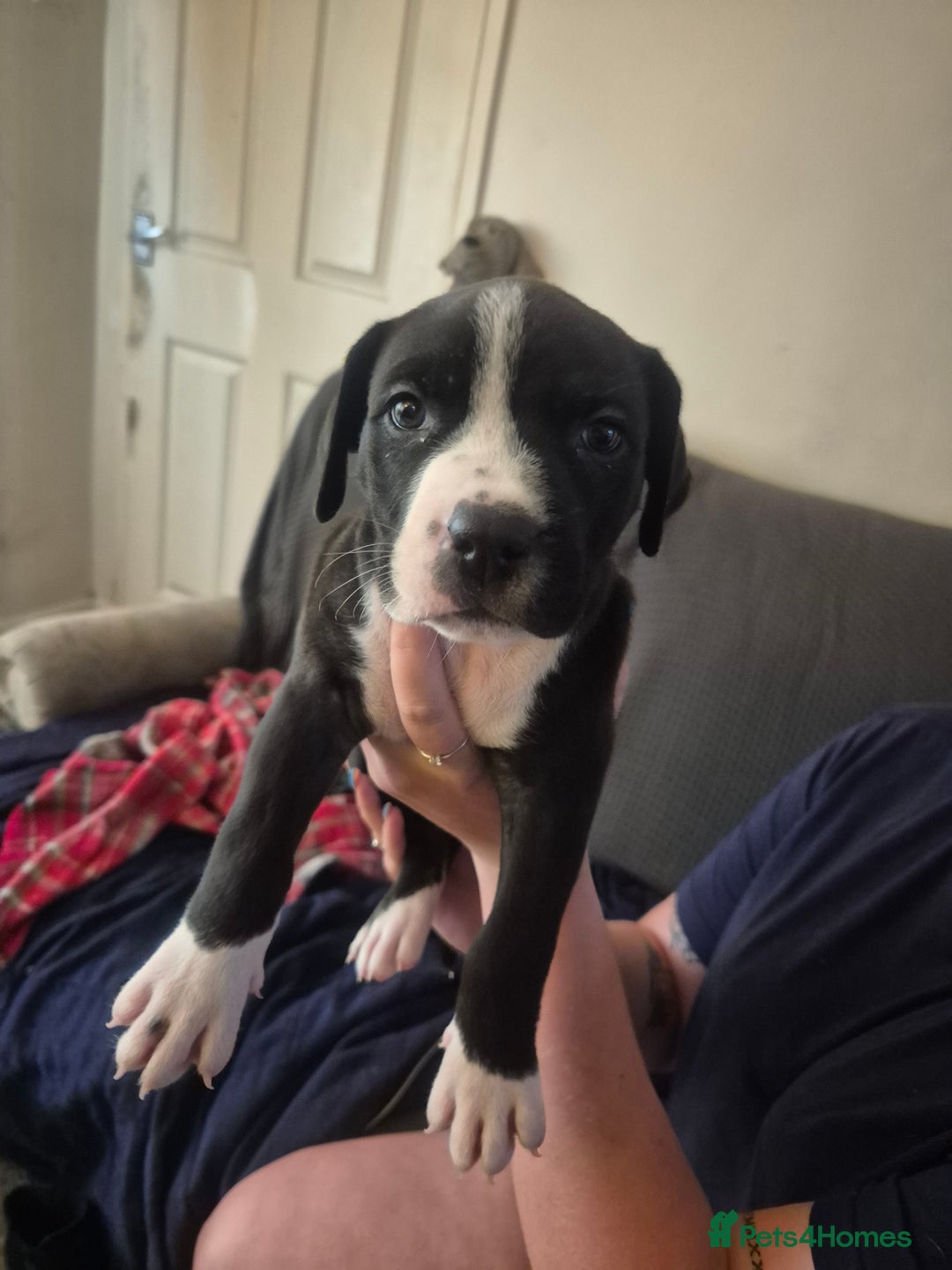Mixed Breed dogs for sale: Litter of 7 beautiful puppies - Image 16