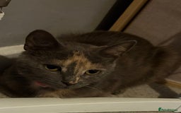 Domestic Shorthair cats for sale: 2 Beautiful kittens of a litter of 4 - Image 9