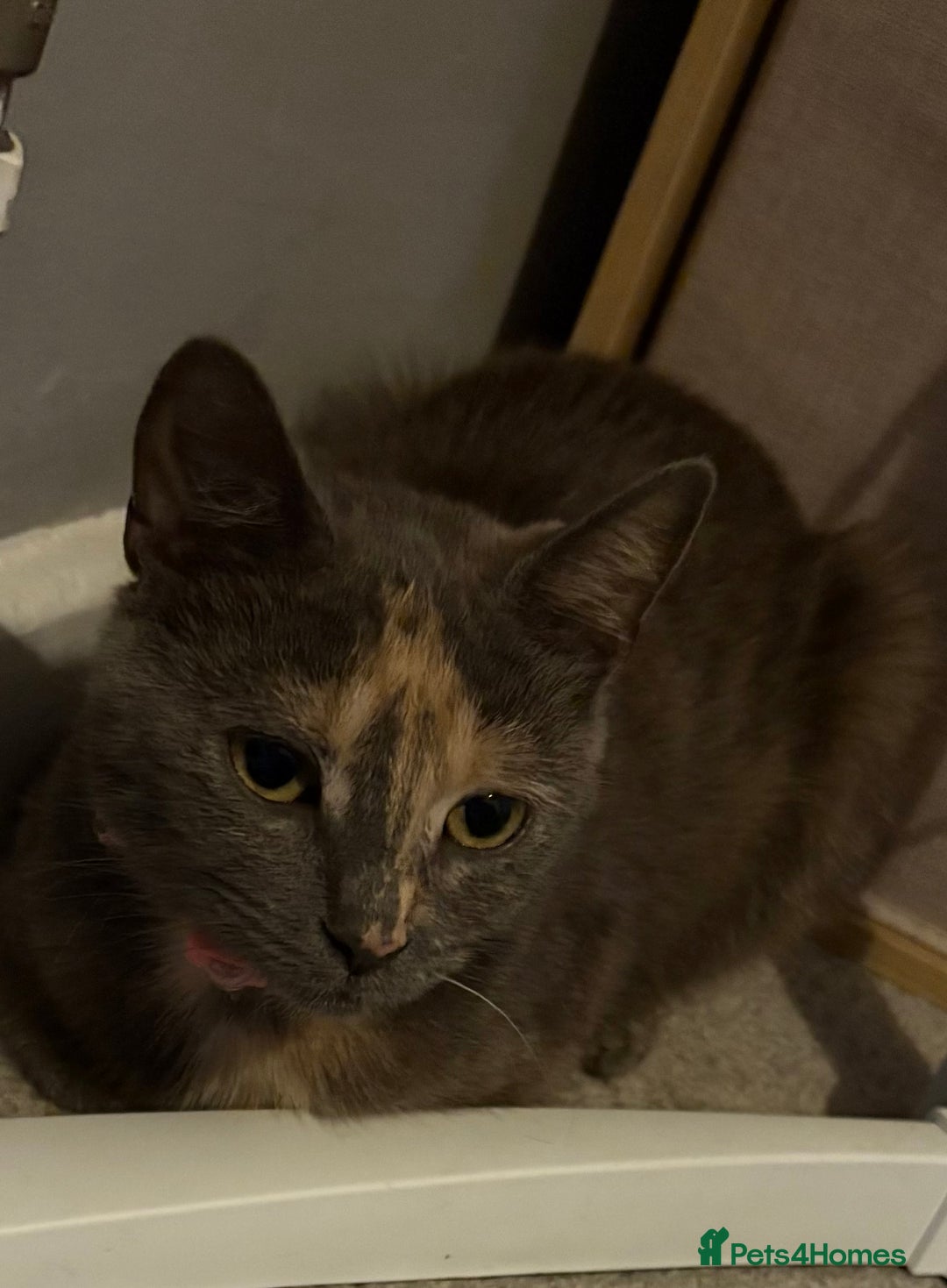 Domestic Shorthair cats for sale: 2 Beautiful kittens of a litter of 4 - Image 9
