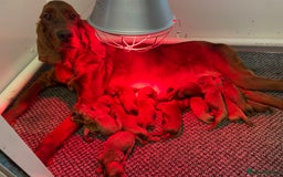 Irish Doodle dogs for sale: Stunning F1 mini Irish  Doodles  - Image 16