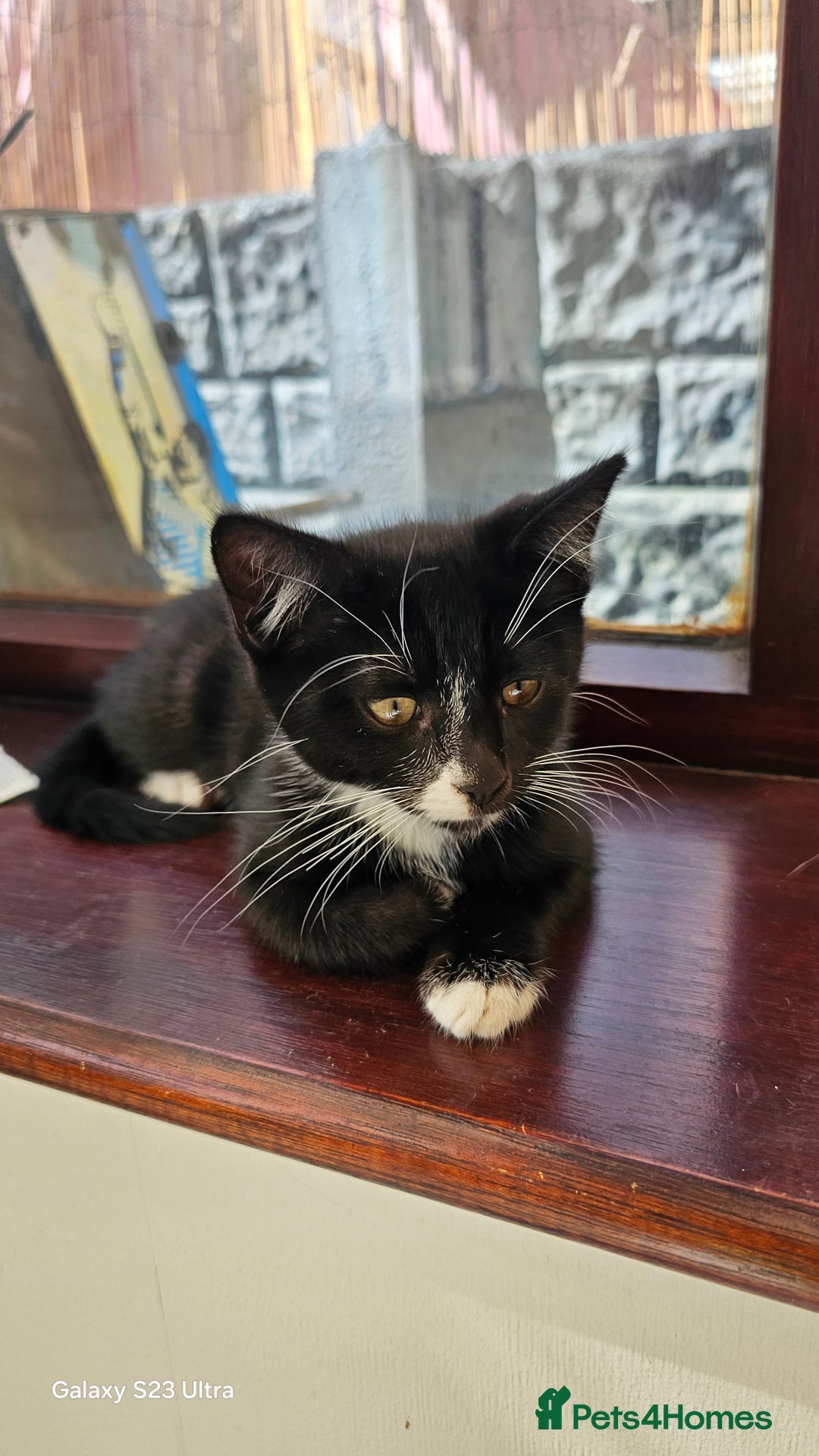 Mixed Breed cats for sale: Kittens for sale  - Image 6