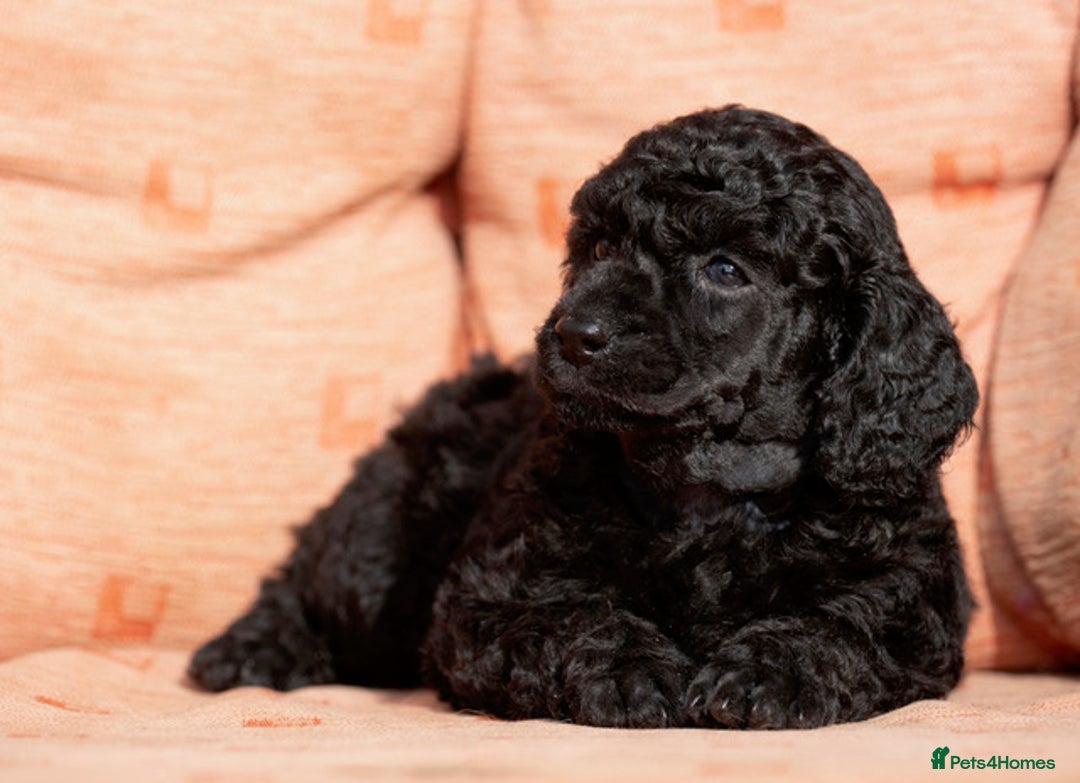 Miniature Poodle dogs for sale: Exquisite, DNA clear, puppies,  Slaves wanted! - Image 17