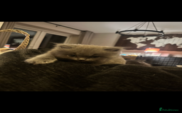 British Longhair cats for sale: 💜🩵 BRITISH LONG HAIR KITTENS 🩵💜 - Image 5