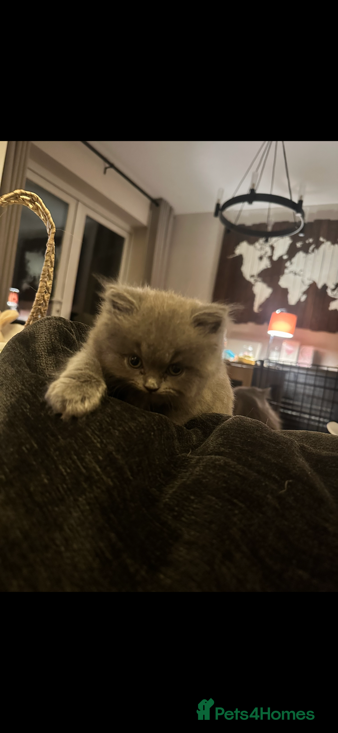 British Longhair cats for sale: 💜🩵 BRITISH LONG HAIR KITTENS 🩵💜 - Image 5