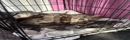 Mixed Breed cats for sale: Beautiful silver, grey, tabby and black kitten - Advert 2