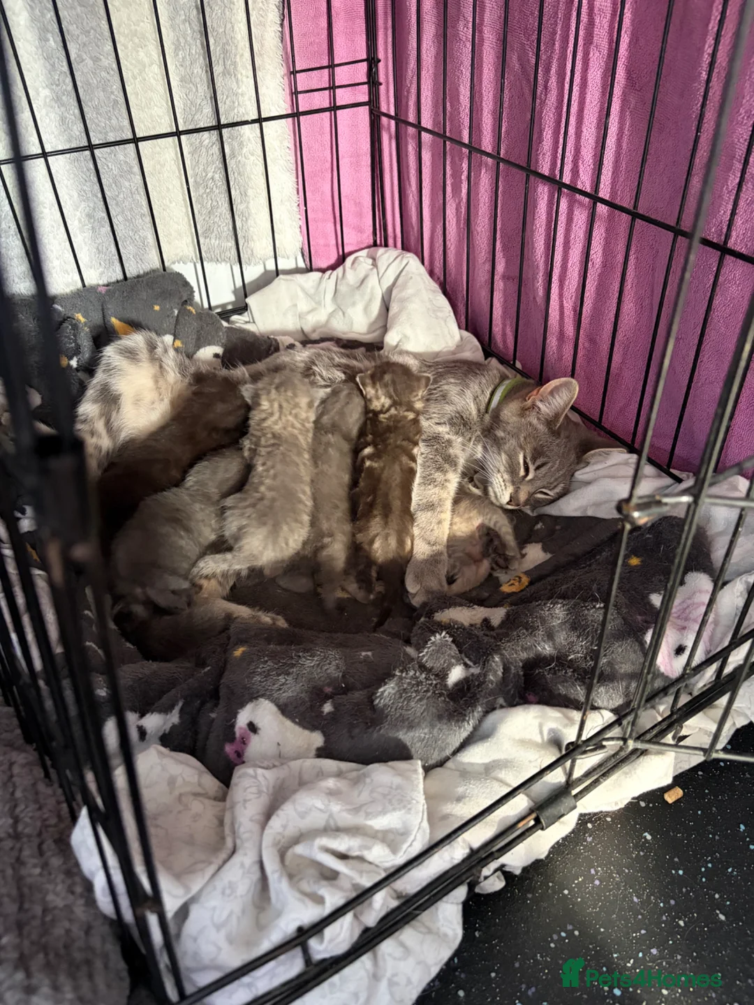 Mixed Breed cats for sale: Beautiful silver, grey, tabby and black kitten - Advert 2