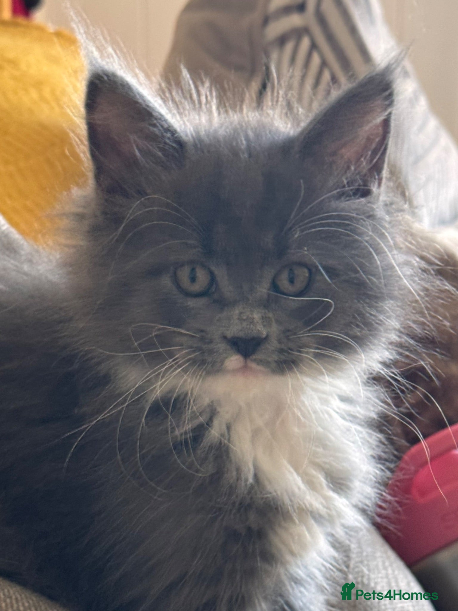 Maine Coon cats Exceptional TICA Pedigree Maine Coon Kittens - Advert 1