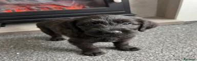 Pomsky 3