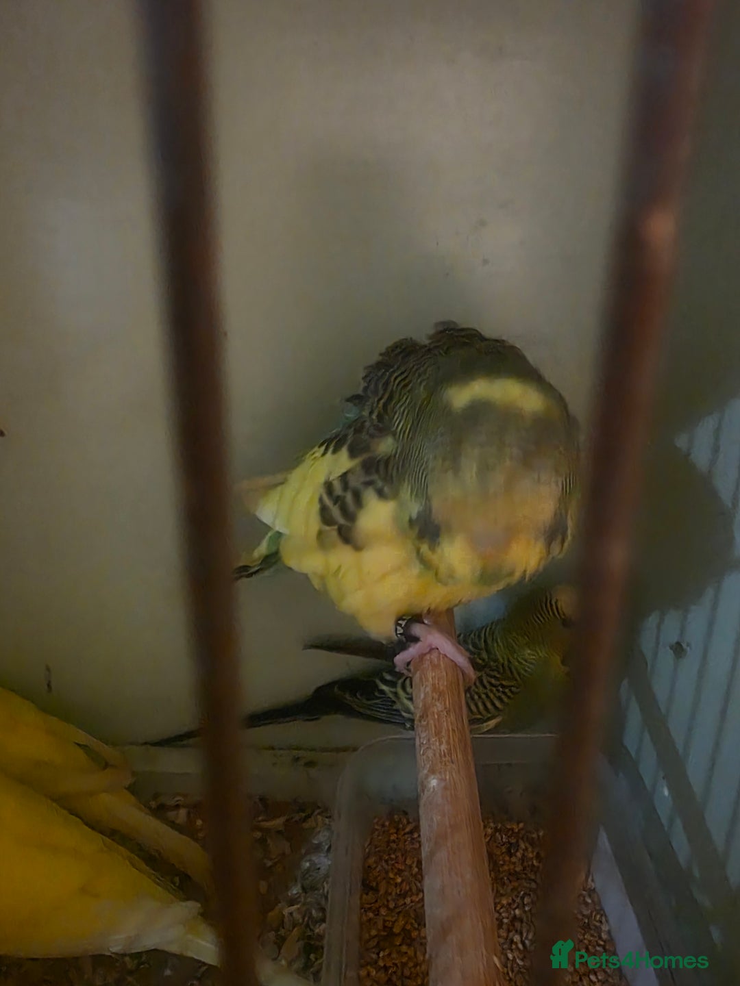 Budgerigars birds for sale: Proven Pair of latino budgies ( all yellow )  - Advert 5
