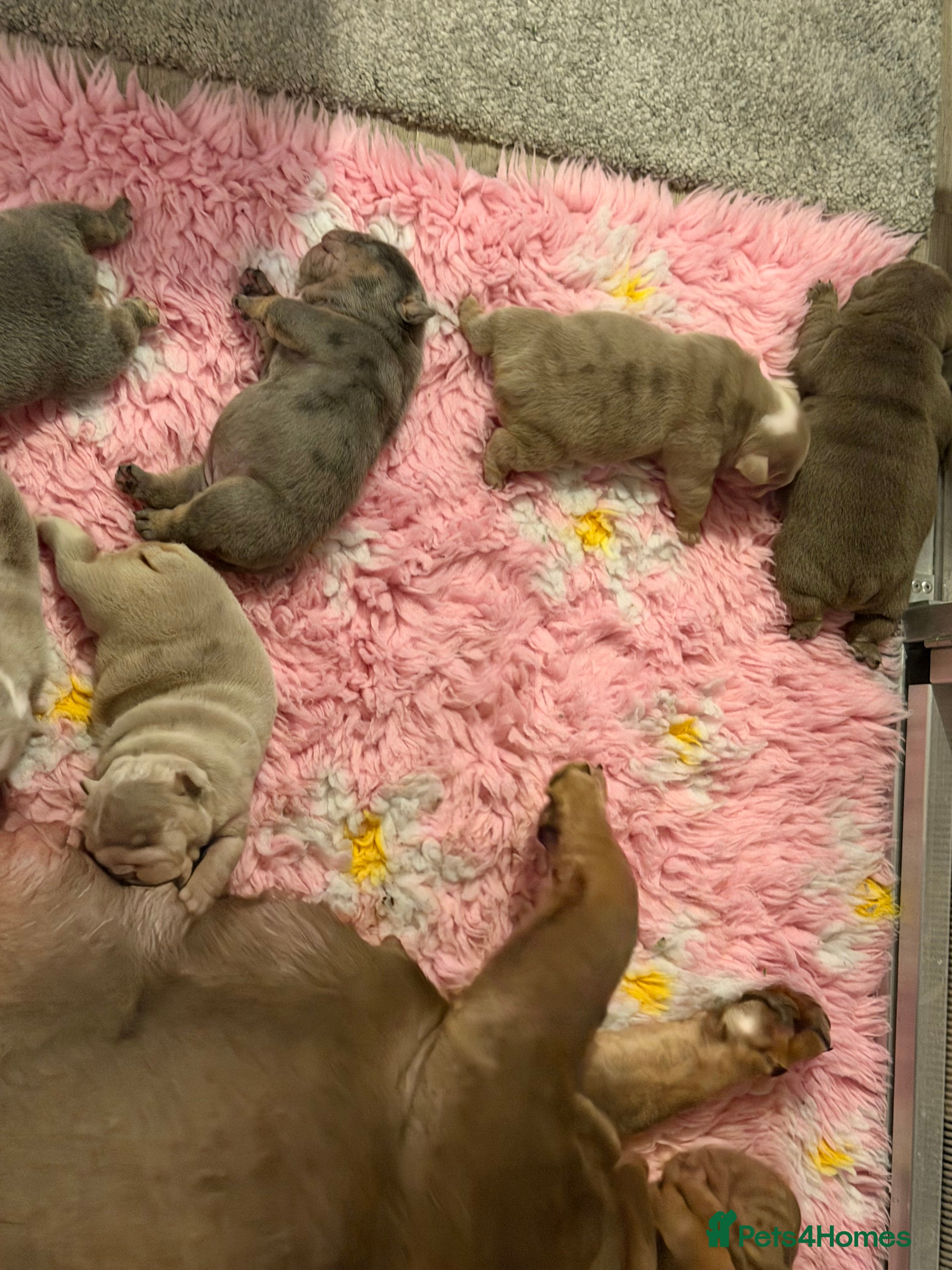 English Bulldog dogs Last girl available kc reg health tested parents - Advert 2