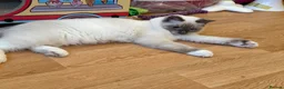 Ragdoll cats for sale: GCCF Registered Ragdoll  - Advert 6