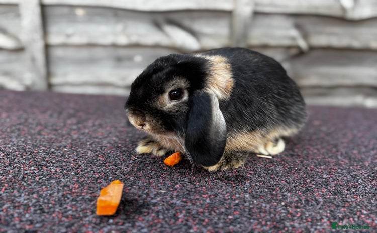 Mini Lop rabbits - Advert 4