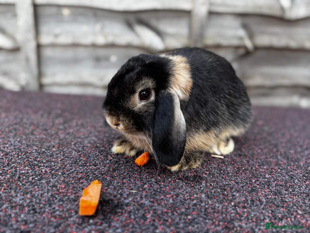 Mini Lop rabbits for sale: Miniature Lop - Image 1