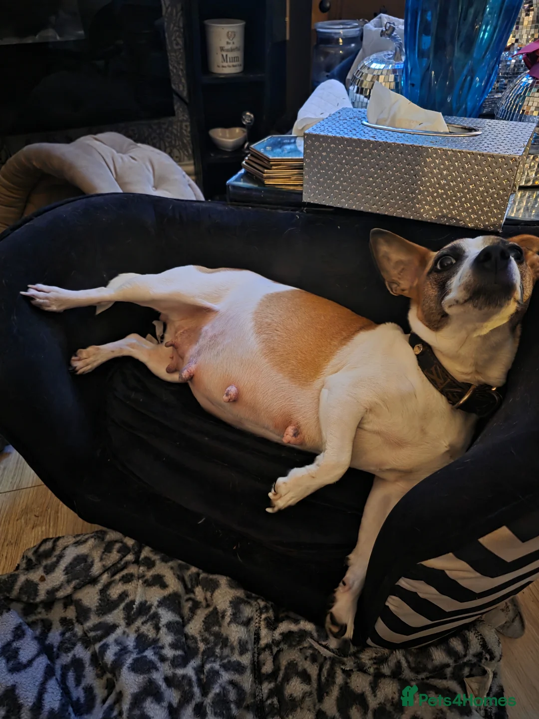 Jack Russell dogs for sale: Two beautiful boys  in Clitheroe - Advert 2