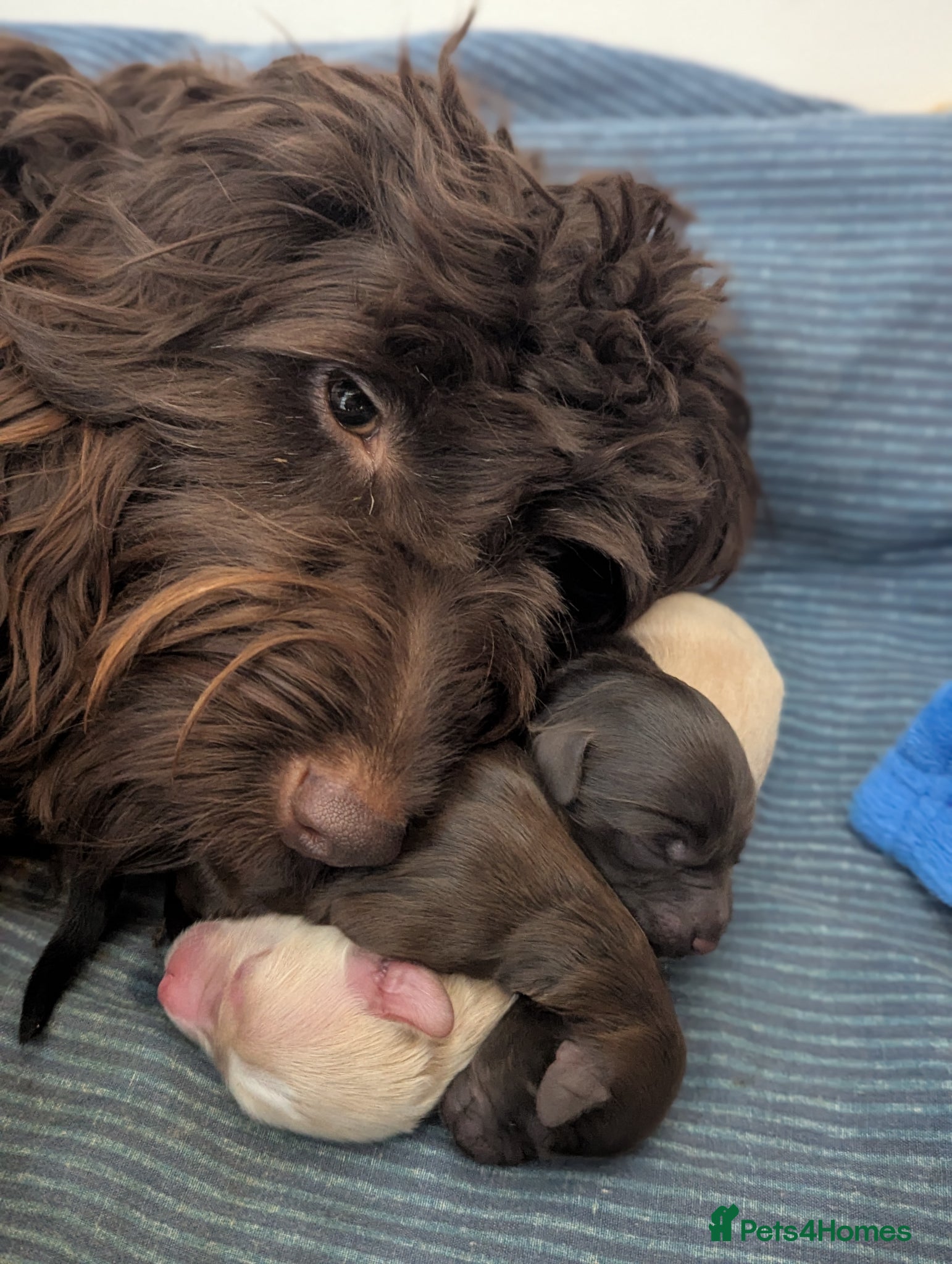 Mixed Breed dogs Australian Labradoodle/Cockapoo pups - Advert 2