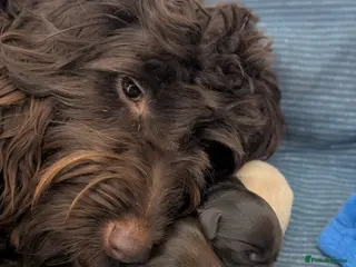 Mixed Breed dogs Australian Labradoodle/Cockapoo pups - Advert 2