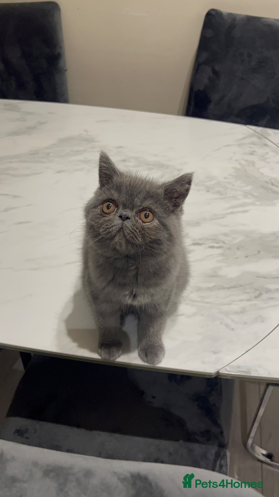 Exotic cats Grey Exotic kitten!  - Advert 11