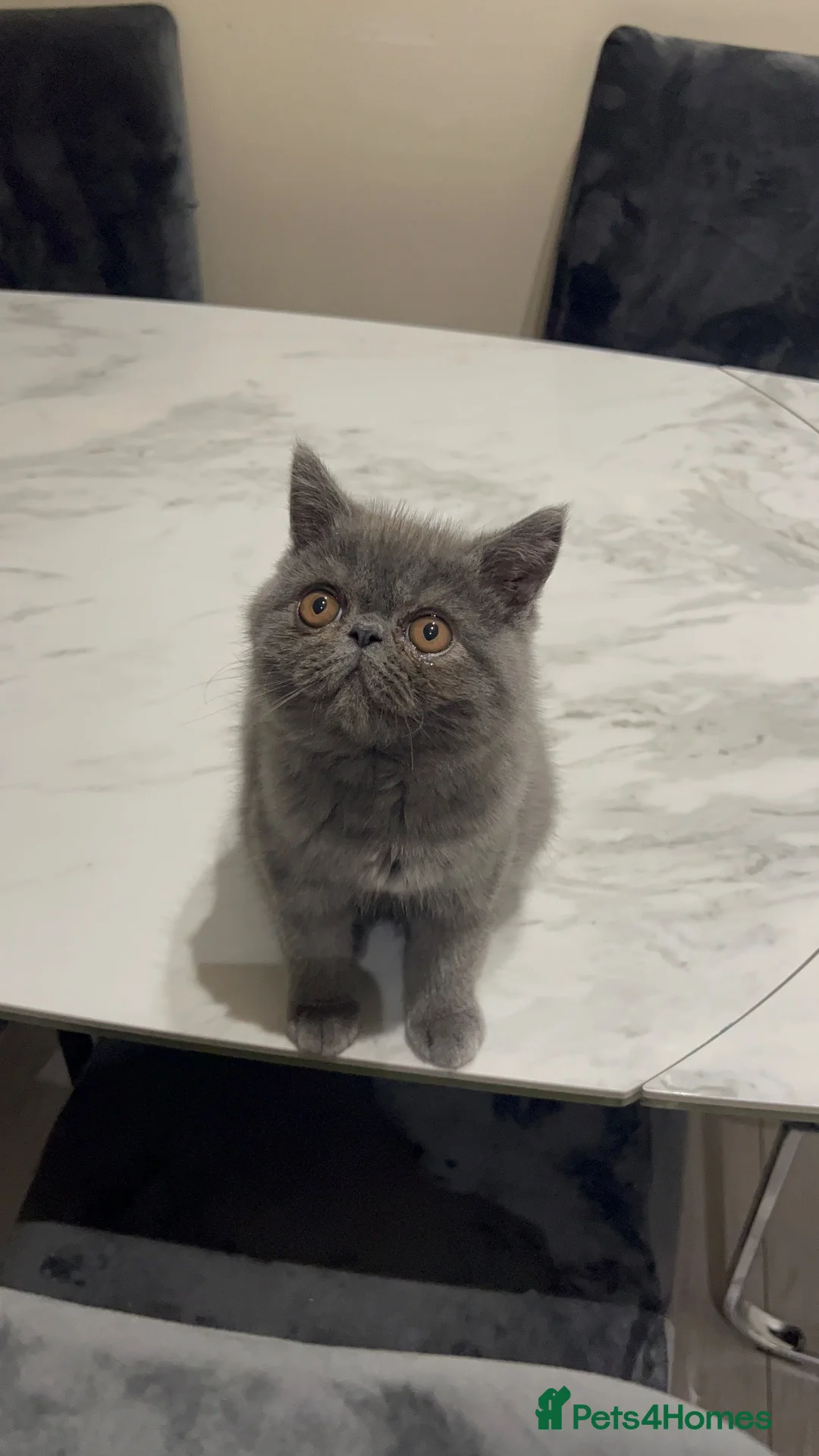 Exotic cats for sale: Grey Exotic kitten!  - Advert 1