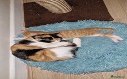 Mixed Breed cats for sale: Two male kittens. Possible delivery. - Advert 8