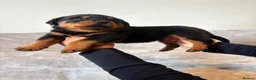 Rottweiler dogs for sale: Rottweiler Puppies 🏆 (IMP bloodline) - Advert 7