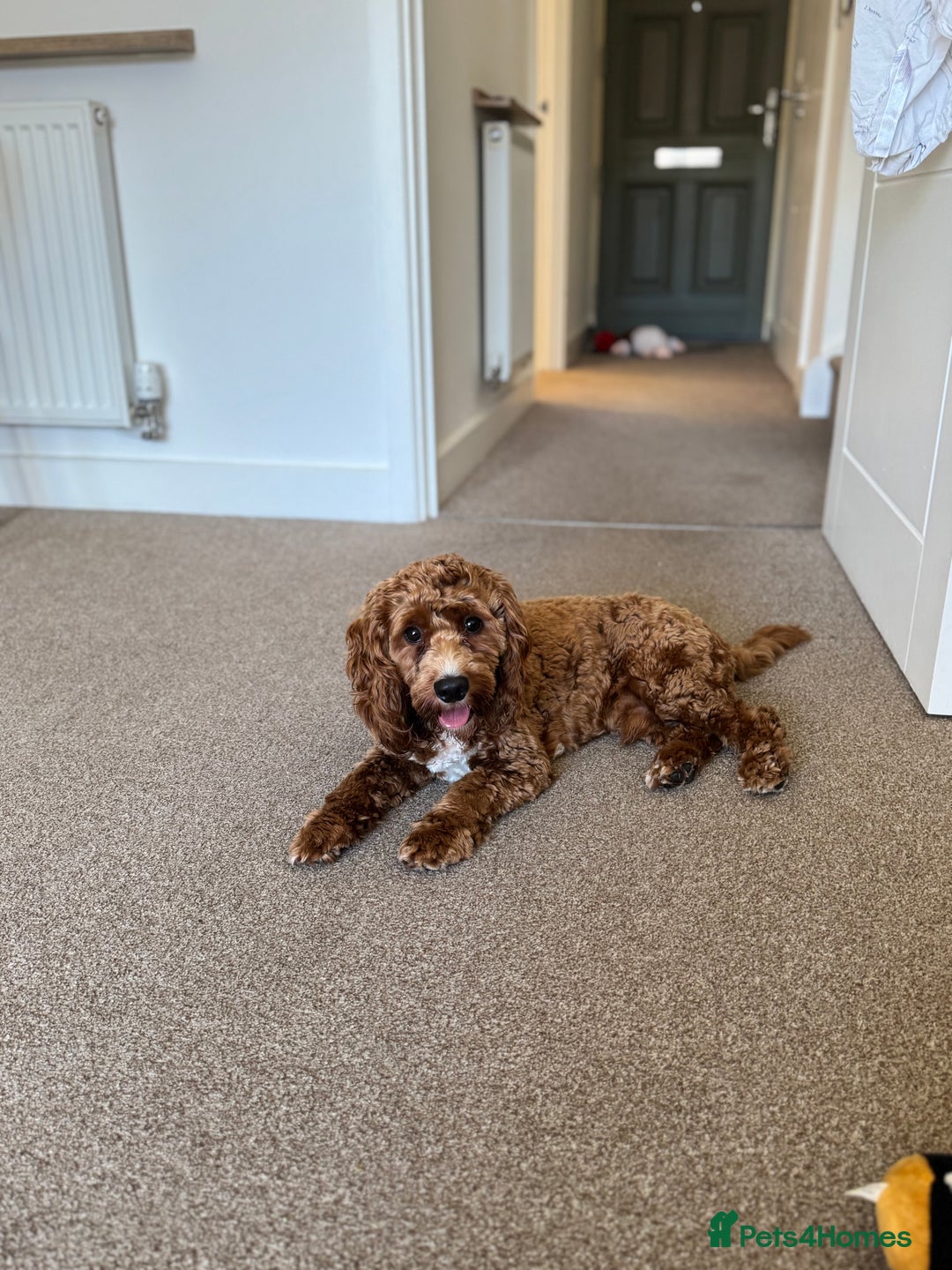 Cockapoo dogs for sale: 2 Male Cockapoos need a home :( - Image 11