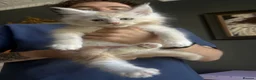 Maine Coon cats for sale: XL TICA REG CHUNKY ACTIVE BOYS READY END OCT - Advert 10