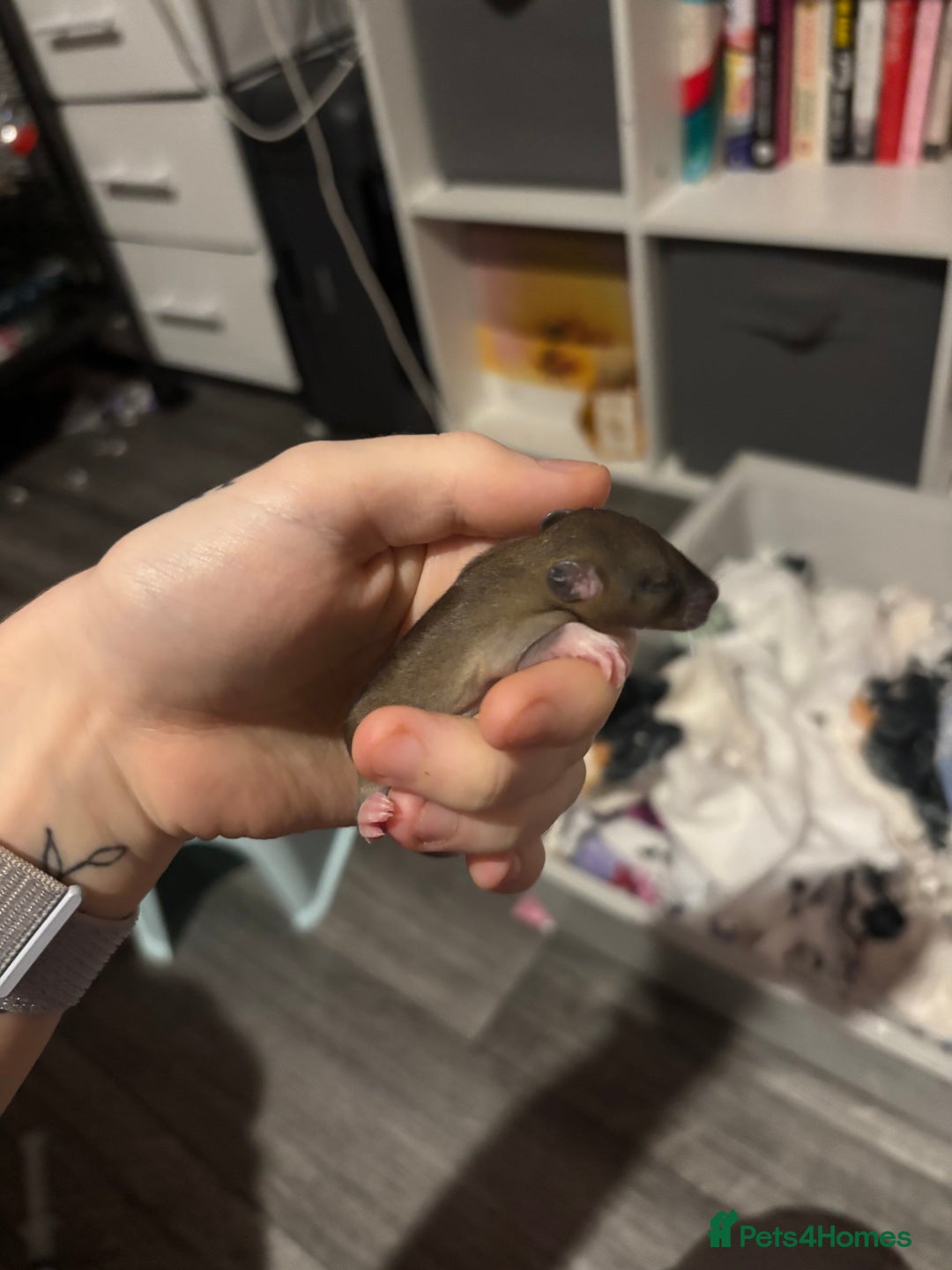 Rat rodents for sale: BABY RATS FOR SALE ( end of jan / start of feb) - Advert 19