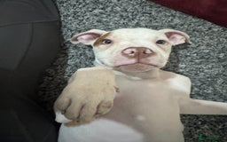 American Bull Staffy dogs for sale: American bulldog Pups - Image 2