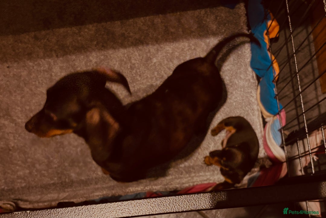 Miniature Dachshund dogs for sale: Stunning Smooth coat mini dashy girl available - Advert 14