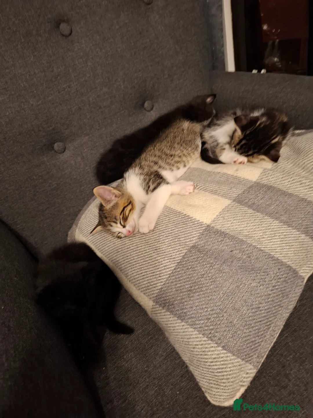Mixed Breed cats for sale: 4 beautiful kittens - Advert 5