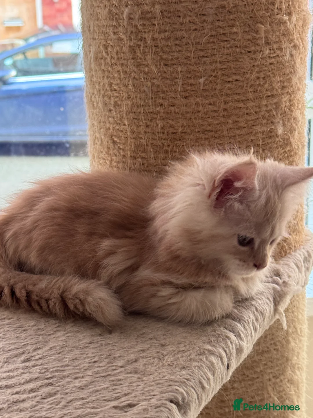 Maine Coon cats for sale: Maine Coon Kittens From the Grand Champion Line - Advert 7