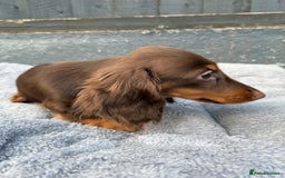 Miniature Dachshund dogs for sale: Last handsome long haired boy left ready now ! - Image 21