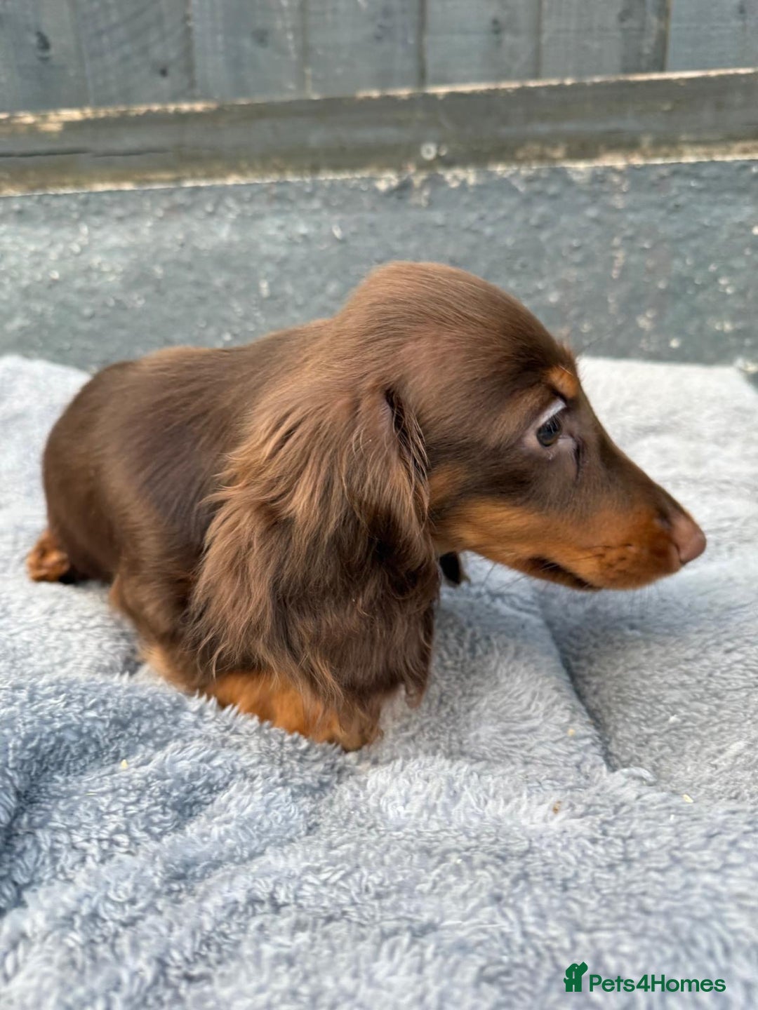 Miniature Dachshund dogs for sale: Last handsome long haired boy left ready now ! - Image 21