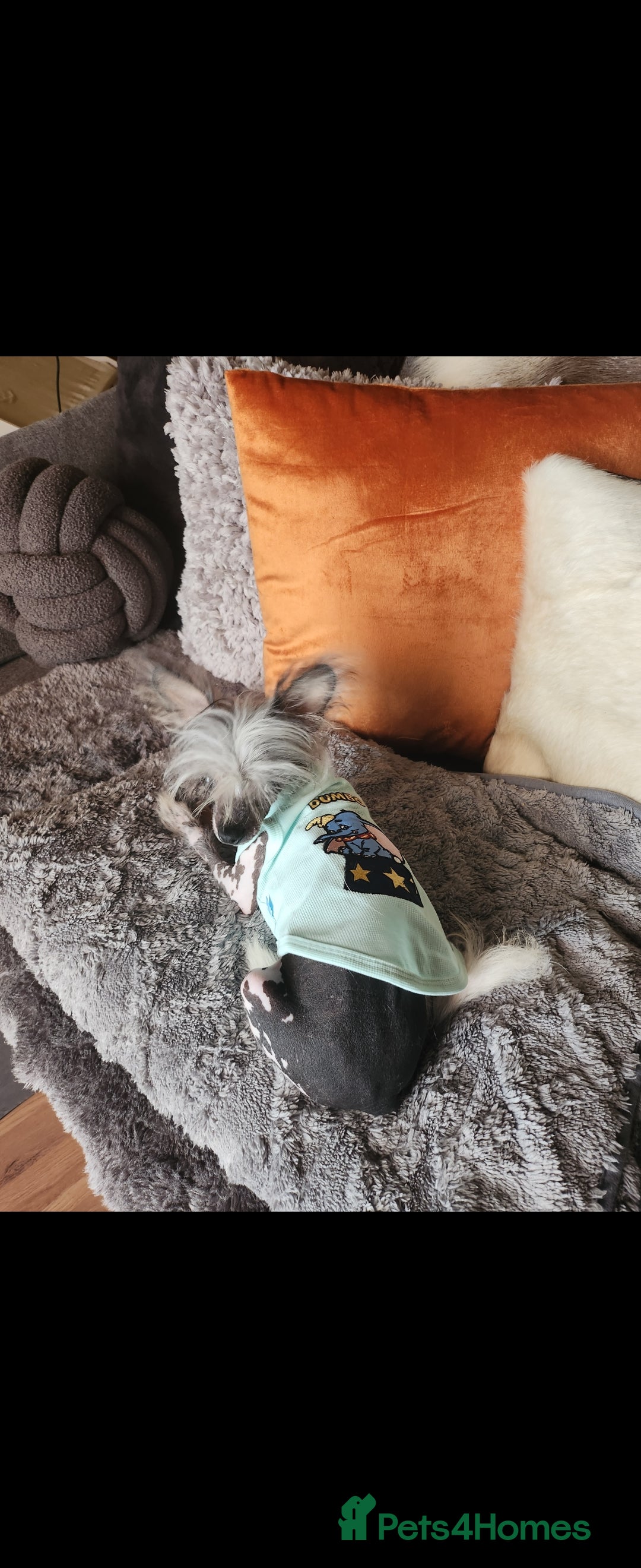 Mixed Breed dogs for sale: Tiny hairless Chinese crested/chihuahua pup  - Image 13