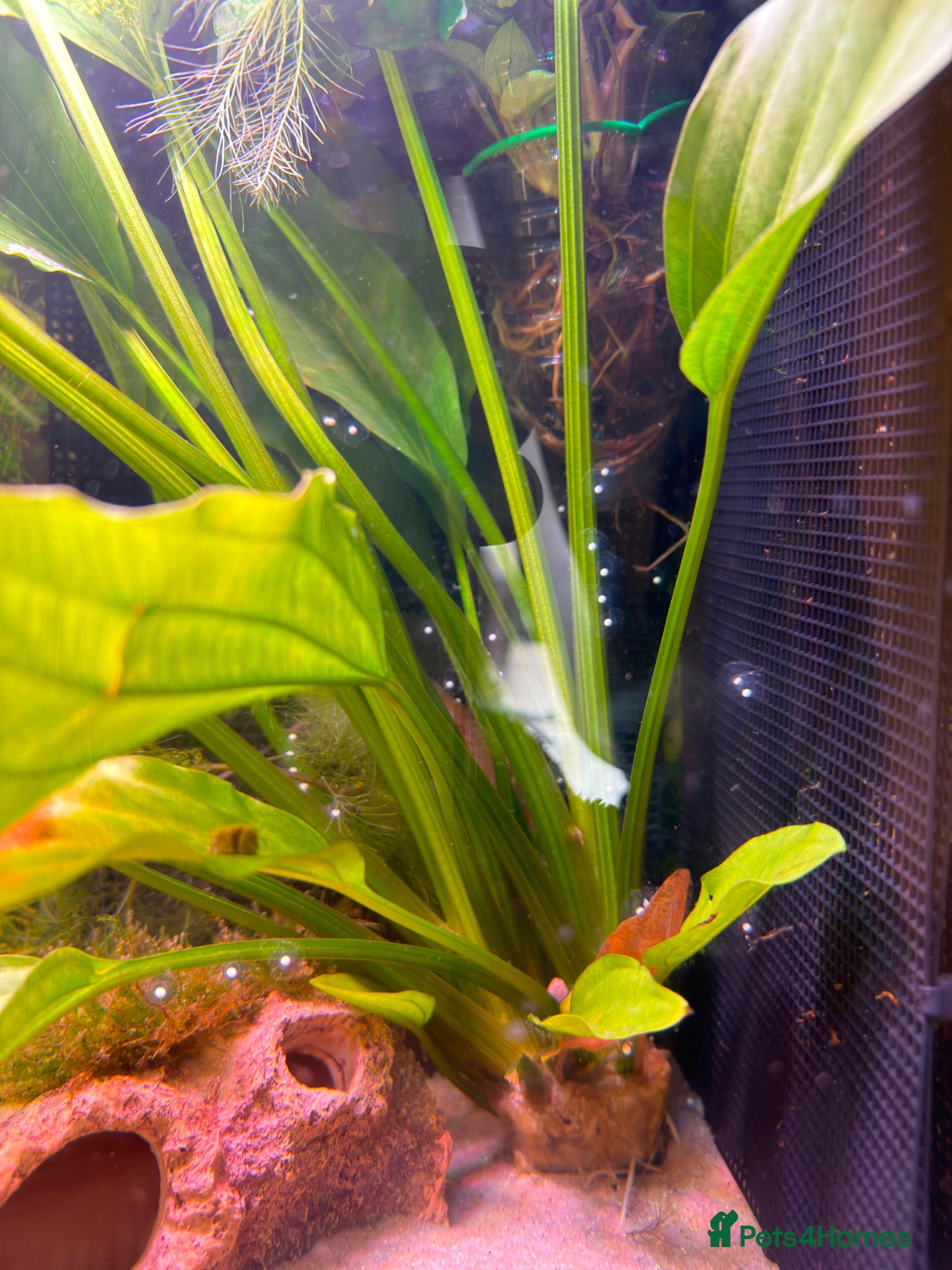 Axolotl reptiles Axolotl Eggs - Advert 1