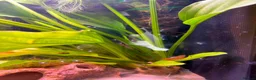 Axolotl reptiles for sale: Axolotl Eggs - Advert 1