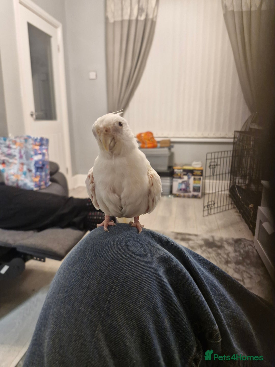 Cockatiels birds for sale: Cockatiel  - Advert 3