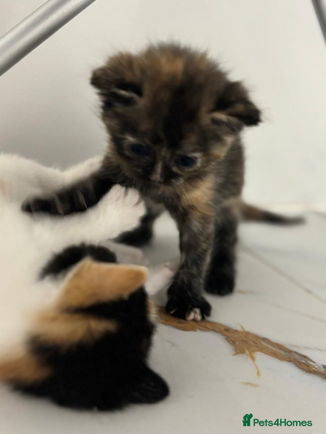 Mixed Breed cats for sale: Ragdoll x British Longhair x Moggie - Image 9