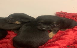 Border Terrier dogs for sale: Quality litter KC Border Terrier pups slem clear - Image 9